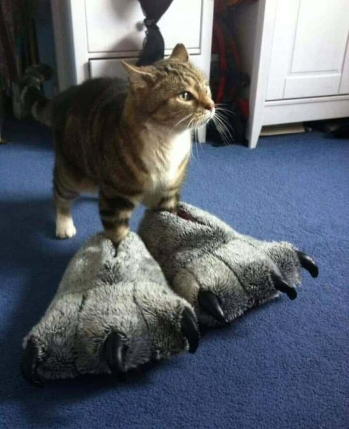 31 Animal Photos Shared By This Page That Are Equal Parts Adorable and Absurd 31 Animal Photos Shared By This Page That Are Equal Parts Adorable and Absurd