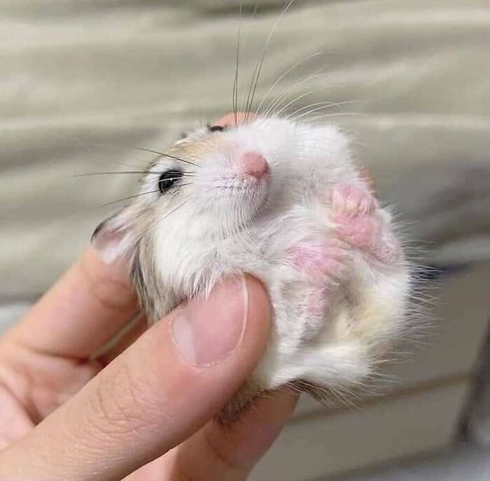 31 Animal Photos Shared By This Page That Are Equal Parts Adorable and Absurd 31 Animal Photos Shared By This Page That Are Equal Parts Adorable and Absurd