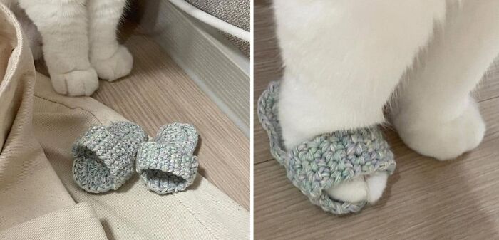 31 Animal Photos Shared By This Page That Are Equal Parts Adorable and Absurd 31 Animal Photos Shared By This Page That Are Equal Parts Adorable and Absurd