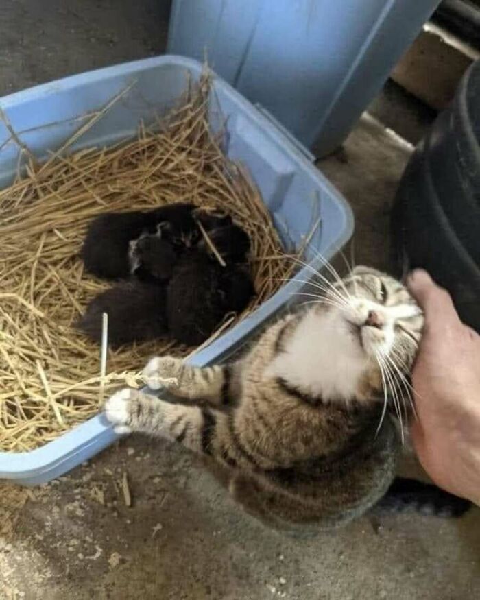 31 Animal Photos Shared By This Page That Are Equal Parts Adorable and Absurd 31 Animal Photos Shared By This Page That Are Equal Parts Adorable and Absurd