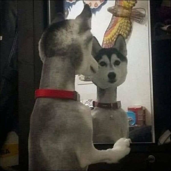 31 Animal Photos Shared By This Page That Are Equal Parts Adorable and Absurd 31 Animal Photos Shared By This Page That Are Equal Parts Adorable and Absurd