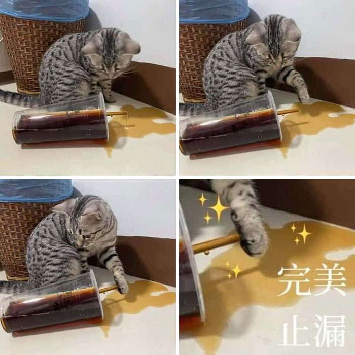 31 Animal Photos Shared By This Page That Are Equal Parts Adorable and Absurd 31 Animal Photos Shared By This Page That Are Equal Parts Adorable and Absurd