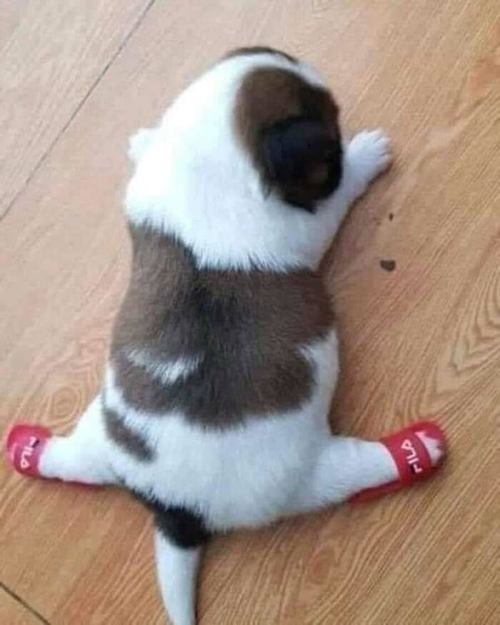 31 Animal Photos Shared By This Page That Are Equal Parts Adorable and Absurd 31 Animal Photos Shared By This Page That Are Equal Parts Adorable and Absurd