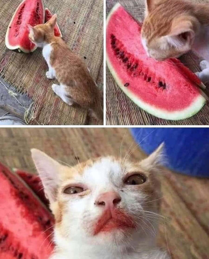 31 Animal Photos Shared By This Page That Are Equal Parts Adorable and Absurd 31 Animal Photos Shared By This Page That Are Equal Parts Adorable and Absurd