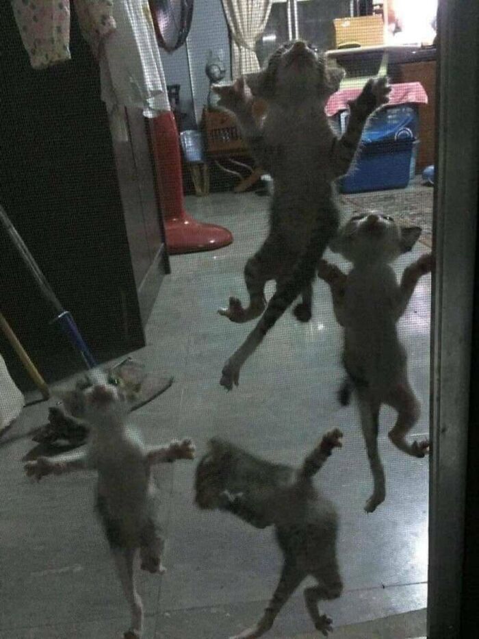 31 Animal Photos Shared By This Page That Are Equal Parts Adorable and Absurd 31 Animal Photos Shared By This Page That Are Equal Parts Adorable and Absurd