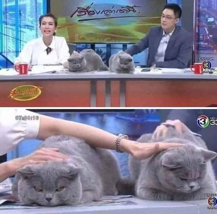 31 Animal Photos Shared By This Page That Are Equal Parts Adorable and Absurd 31 Animal Photos Shared By This Page That Are Equal Parts Adorable and Absurd