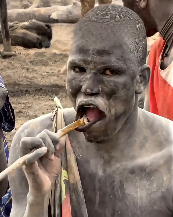 People Are Swapping Toothpaste For African Twig In Search Of A White Smile, Experts Reveal The Truth People Are Swapping Toothpaste For African Twig In Search Of A White Smile, Experts Reveal The Truth