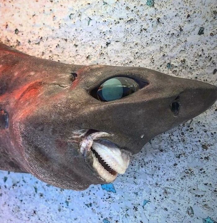 77 Creepy Images That Might Be Your Tonight&rsquo;s Nightmare Fuel