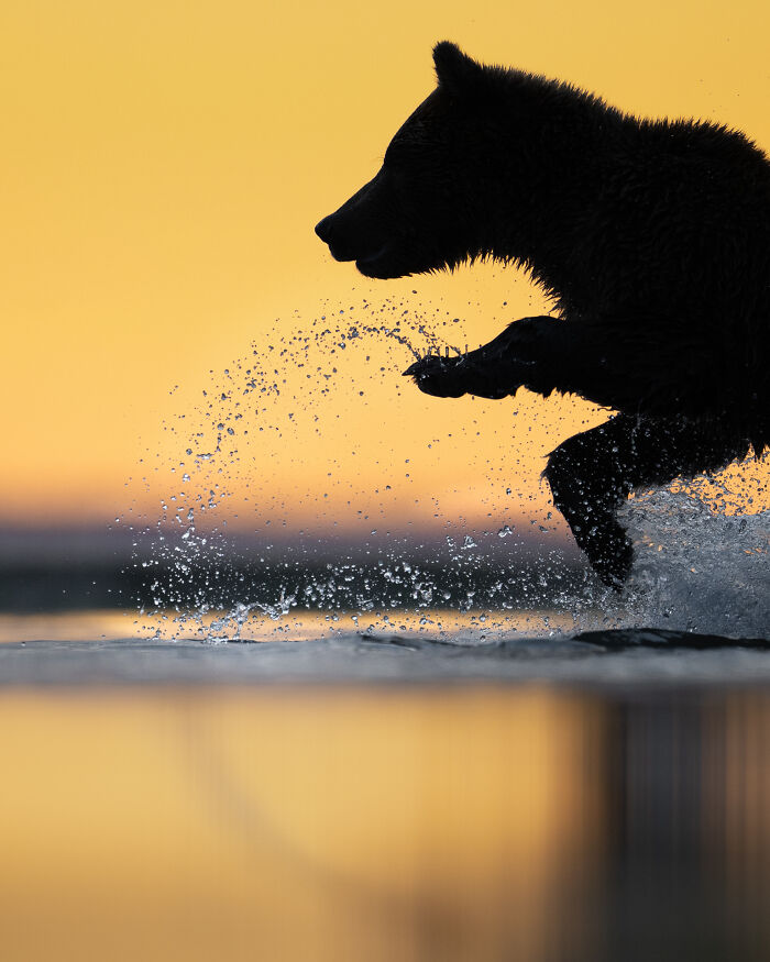24 Winning Shots From The Artist Gallery’s 2026 Wildlife Photography Contest 24 Winning Shots From The Artist Gallery’s 2026 Wildlife Photography Contest