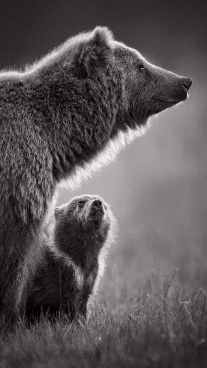 24 Winning Shots From The Artist Gallery’s 2026 Wildlife Photography Contest 24 Winning Shots From The Artist Gallery’s 2026 Wildlife Photography Contest