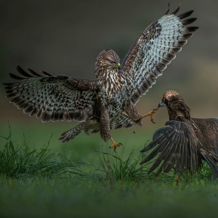 24 Winning Shots From The Artist Gallery’s 2026 Wildlife Photography Contest 24 Winning Shots From The Artist Gallery’s 2026 Wildlife Photography Contest