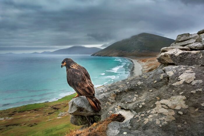 24 Winning Shots From The Artist Gallery’s 2026 Wildlife Photography Contest 24 Winning Shots From The Artist Gallery’s 2026 Wildlife Photography Contest