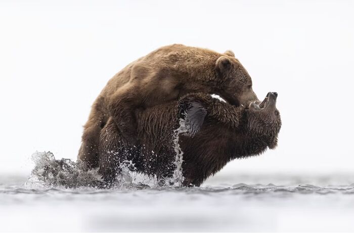 24 Winning Shots From The Artist Gallery’s 2026 Wildlife Photography Contest 24 Winning Shots From The Artist Gallery’s 2026 Wildlife Photography Contest