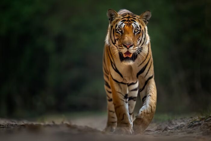 24 Winning Shots From The Artist Gallery’s 2026 Wildlife Photography Contest 24 Winning Shots From The Artist Gallery’s 2026 Wildlife Photography Contest