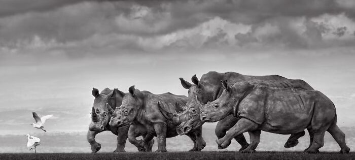 24 Winning Shots From The Artist Gallery’s 2026 Wildlife Photography Contest 24 Winning Shots From The Artist Gallery’s 2026 Wildlife Photography Contest