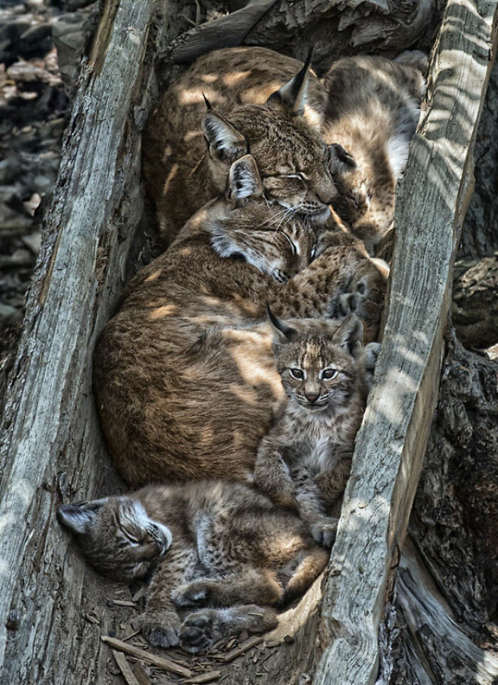 24 Winning Shots From The Artist Gallery’s 2026 Wildlife Photography Contest 24 Winning Shots From The Artist Gallery’s 2026 Wildlife Photography Contest
