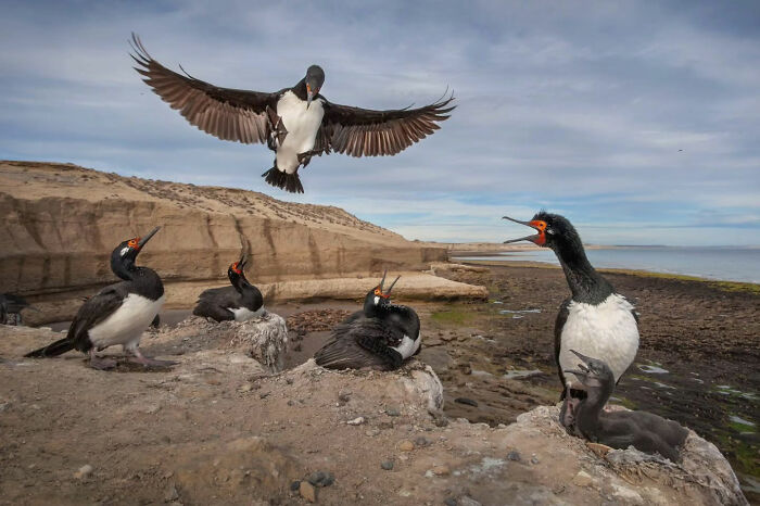 24 Winning Shots From The Artist Gallery’s 2026 Wildlife Photography Contest 24 Winning Shots From The Artist Gallery’s 2026 Wildlife Photography Contest