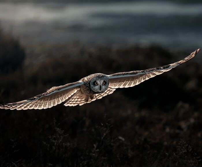 24 Winning Shots From The Artist Gallery’s 2026 Wildlife Photography Contest 24 Winning Shots From The Artist Gallery’s 2026 Wildlife Photography Contest