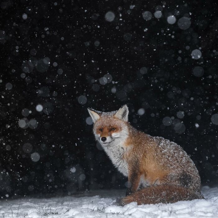 24 Winning Shots From The Artist Gallery’s 2026 Wildlife Photography Contest 24 Winning Shots From The Artist Gallery’s 2026 Wildlife Photography Contest