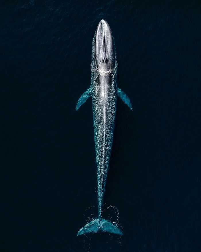24 Winning Shots From The Artist Gallery’s 2026 Wildlife Photography Contest 24 Winning Shots From The Artist Gallery’s 2026 Wildlife Photography Contest