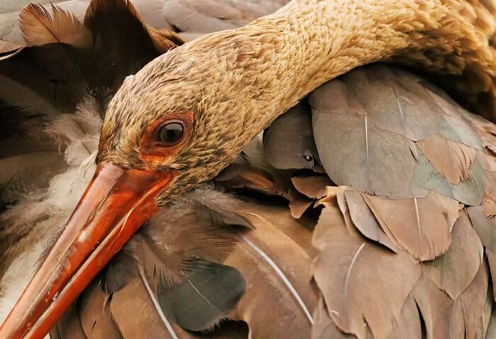 24 Winning Shots From The Artist Gallery’s 2026 Wildlife Photography Contest 24 Winning Shots From The Artist Gallery’s 2026 Wildlife Photography Contest