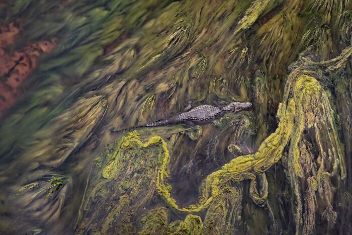 24 Winning Shots From The Artist Gallery’s 2026 Wildlife Photography Contest 24 Winning Shots From The Artist Gallery’s 2026 Wildlife Photography Contest