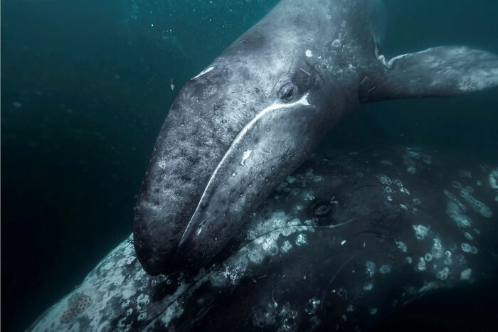 24 Winning Shots From The Artist Gallery’s 2026 Wildlife Photography Contest 24 Winning Shots From The Artist Gallery’s 2026 Wildlife Photography Contest