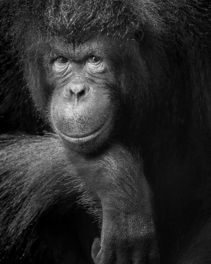24 Winning Shots From The Artist Gallery’s 2026 Wildlife Photography Contest 24 Winning Shots From The Artist Gallery’s 2026 Wildlife Photography Contest