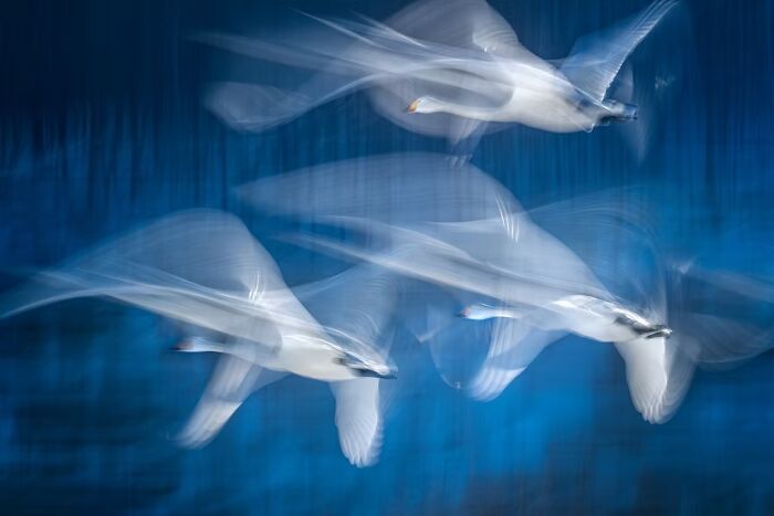 24 Winning Shots From The Artist Gallery’s 2026 Wildlife Photography Contest 24 Winning Shots From The Artist Gallery’s 2026 Wildlife Photography Contest