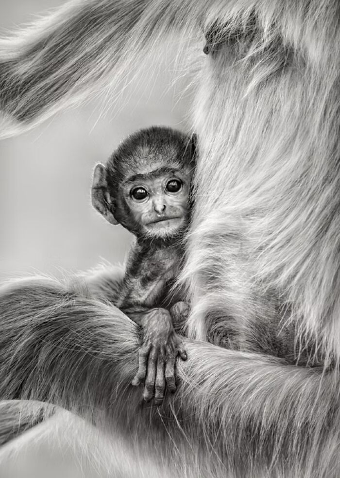24 Winning Shots From The Artist Gallery’s 2026 Wildlife Photography Contest 24 Winning Shots From The Artist Gallery’s 2026 Wildlife Photography Contest