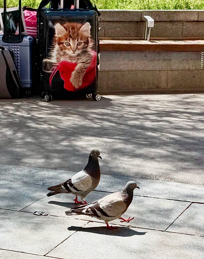 This Photographer Captures Perfectly Timed Coincidences On The Streets Of Barcelona (77 Pics) This Photographer Captures Perfectly Timed Coincidences On The Streets Of Barcelona (77 Pics)