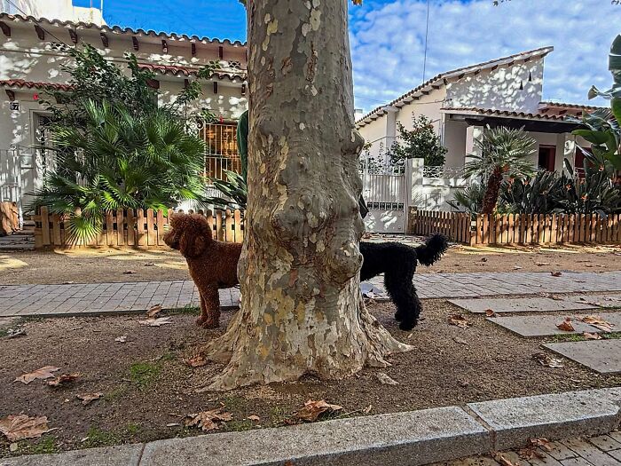 This Photographer Captures Perfectly Timed Coincidences On The Streets Of Barcelona (77 Pics) This Photographer Captures Perfectly Timed Coincidences On The Streets Of Barcelona (77 Pics)