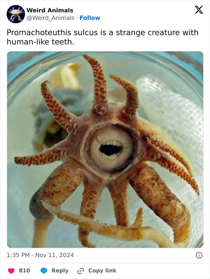 105 Fantastical Animals You Probably Won’t Believe Exist (New Pics) 105 Fantastical Animals You Probably Won’t Believe Exist (New Pics)