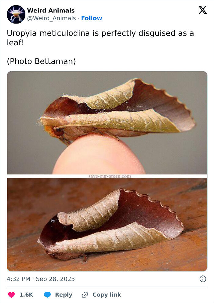 105 Fantastical Animals You Probably Won’t Believe Exist (New Pics) 105 Fantastical Animals You Probably Won’t Believe Exist (New Pics)
