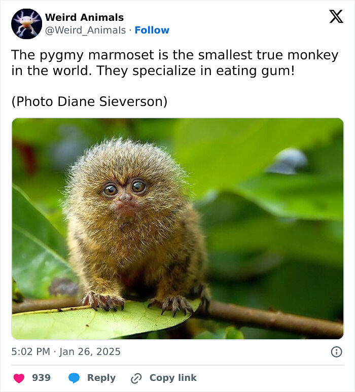 105 Fantastical Animals You Probably Won’t Believe Exist (New Pics) 105 Fantastical Animals You Probably Won’t Believe Exist (New Pics)