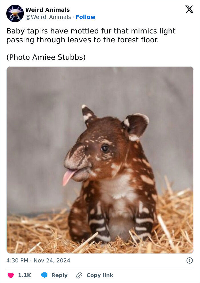 105 Fantastical Animals You Probably Won’t Believe Exist (New Pics) 105 Fantastical Animals You Probably Won’t Believe Exist (New Pics)
