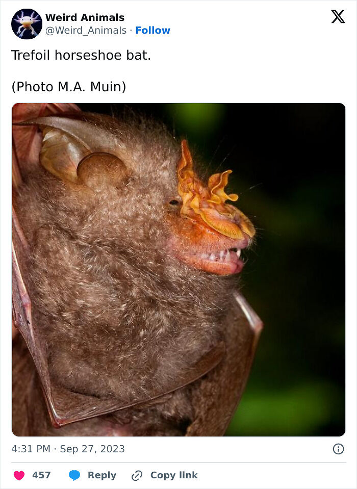 105 Fantastical Animals You Probably Won’t Believe Exist (New Pics) 105 Fantastical Animals You Probably Won’t Believe Exist (New Pics)
