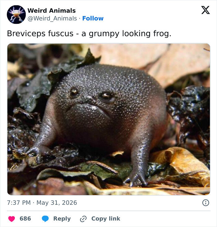 105 Fantastical Animals You Probably Won’t Believe Exist (New Pics) 105 Fantastical Animals You Probably Won’t Believe Exist (New Pics)