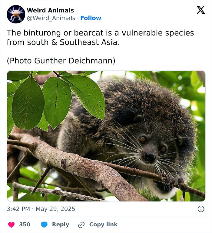 105 Fantastical Animals You Probably Won’t Believe Exist (New Pics) 105 Fantastical Animals You Probably Won’t Believe Exist (New Pics)