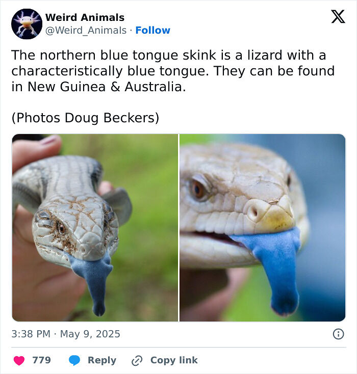105 Fantastical Animals You Probably Won’t Believe Exist (New Pics) 105 Fantastical Animals You Probably Won’t Believe Exist (New Pics)