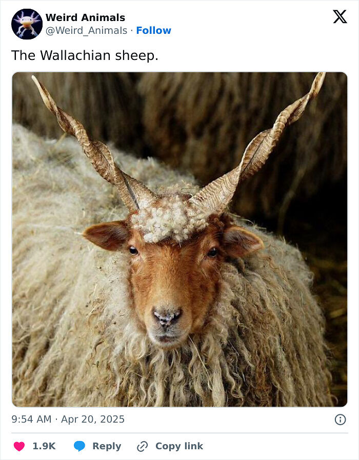 105 Fantastical Animals You Probably Won’t Believe Exist (New Pics) 105 Fantastical Animals You Probably Won’t Believe Exist (New Pics)