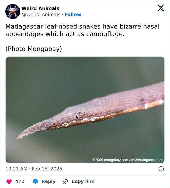 105 Fantastical Animals You Probably Won’t Believe Exist (New Pics) 105 Fantastical Animals You Probably Won’t Believe Exist (New Pics)