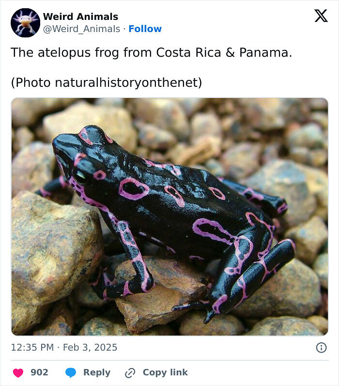 105 Fantastical Animals You Probably Won’t Believe Exist (New Pics) 105 Fantastical Animals You Probably Won’t Believe Exist (New Pics)