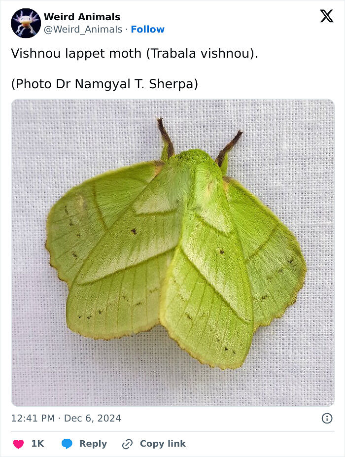 105 Fantastical Animals You Probably Won’t Believe Exist (New Pics) 105 Fantastical Animals You Probably Won’t Believe Exist (New Pics)