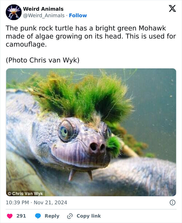 105 Fantastical Animals You Probably Won’t Believe Exist (New Pics) 105 Fantastical Animals You Probably Won’t Believe Exist (New Pics)