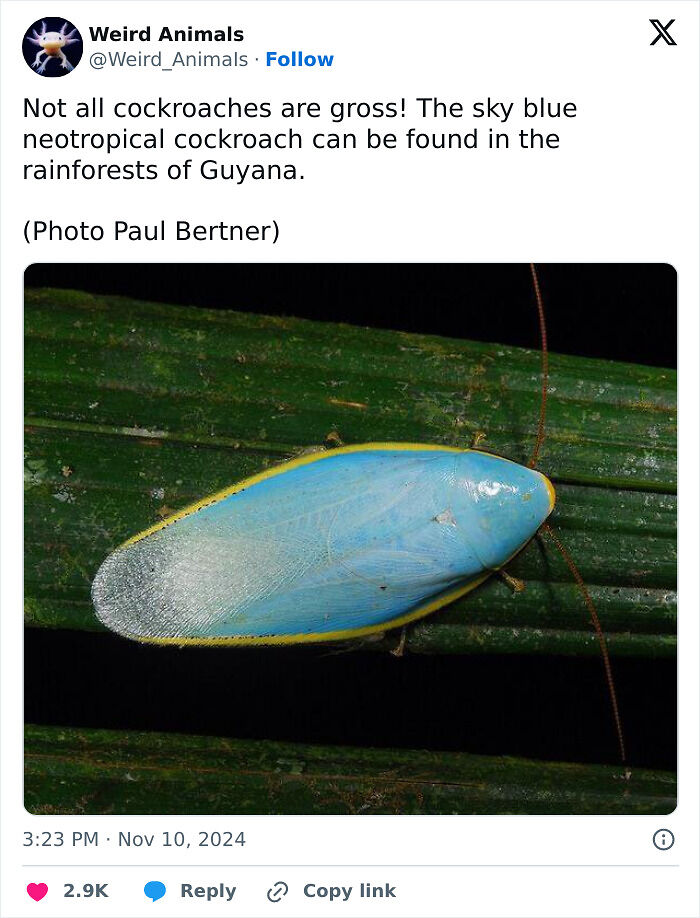 105 Fantastical Animals You Probably Won’t Believe Exist (New Pics) 105 Fantastical Animals You Probably Won’t Believe Exist (New Pics)