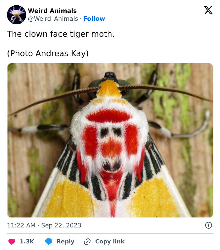 105 Fantastical Animals You Probably Won’t Believe Exist (New Pics) 105 Fantastical Animals You Probably Won’t Believe Exist (New Pics)