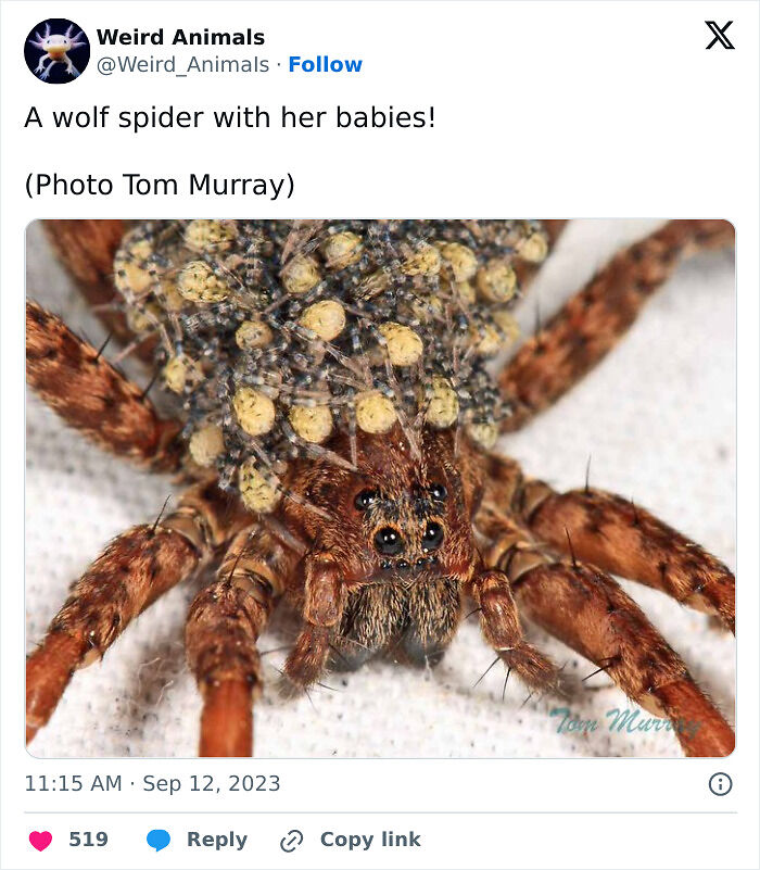 105 Fantastical Animals You Probably Won’t Believe Exist (New Pics) 105 Fantastical Animals You Probably Won’t Believe Exist (New Pics)