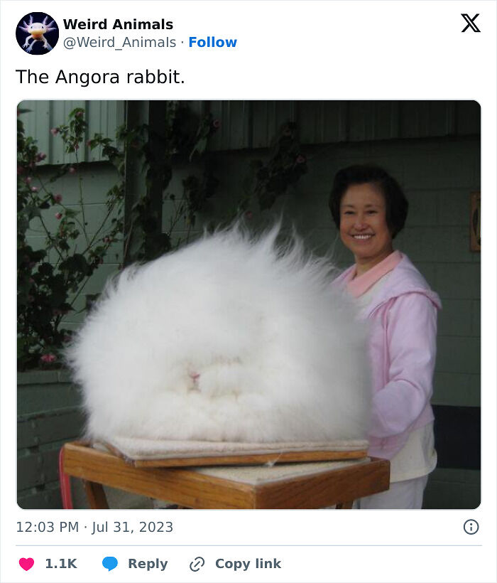 105 Fantastical Animals You Probably Won’t Believe Exist (New Pics) 105 Fantastical Animals You Probably Won’t Believe Exist (New Pics)