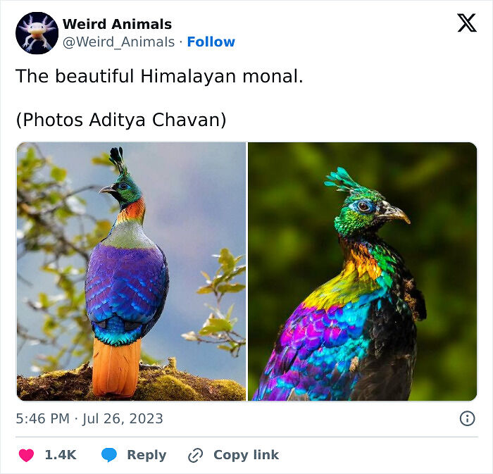 105 Fantastical Animals You Probably Won’t Believe Exist (New Pics) 105 Fantastical Animals You Probably Won’t Believe Exist (New Pics)
